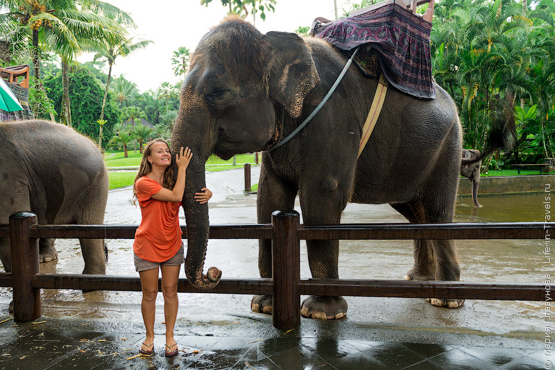 Парк слонов острова Бали – яркие впечатление на память
